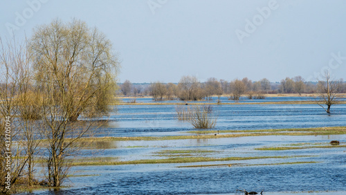 Flooded trees during a period of high water. Trees in water. Landscape with spring flooding of Pripyat River near Turov, Belarus. photo