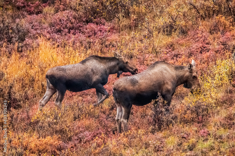 moose in in its natural habitat in the tundra Denali national PArk in Alaska. moose in in its natural habitat in the tundra Denali national PArk in Alaska.
