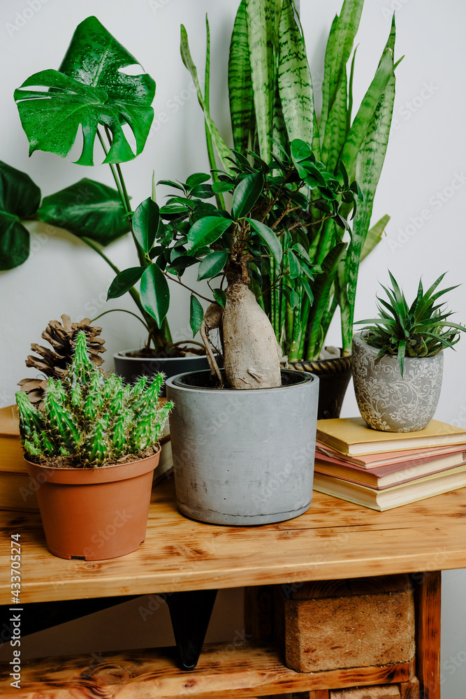 Indoor plants on wooden table. Eco friendly home decor, stylish interior with a lot of houseplants. Home gardening concept. Indoor plants on wooden table. Eco friendly home decor, stylish interior with a lot of houseplants. Home gardening concept.