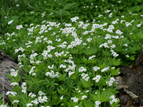 Waldmeister - weiße blüten des Waldmeisters (galium odoratum) - in der Natur wachsend