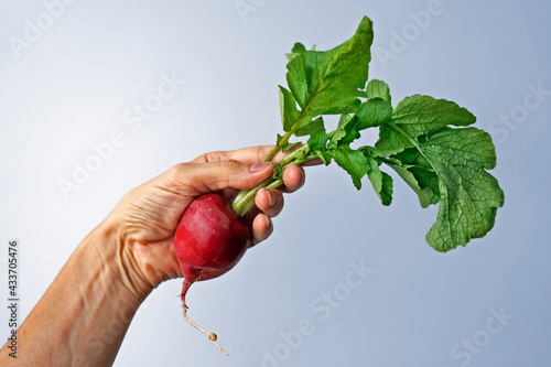 Radish on hand in a bright background photo