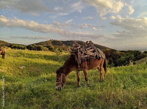 horse in the field