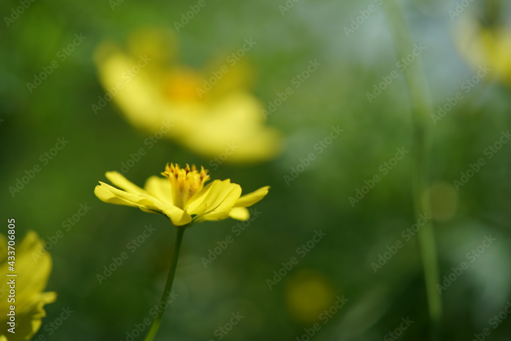Light Yellow Flower of Cosmos in Full Bloom
