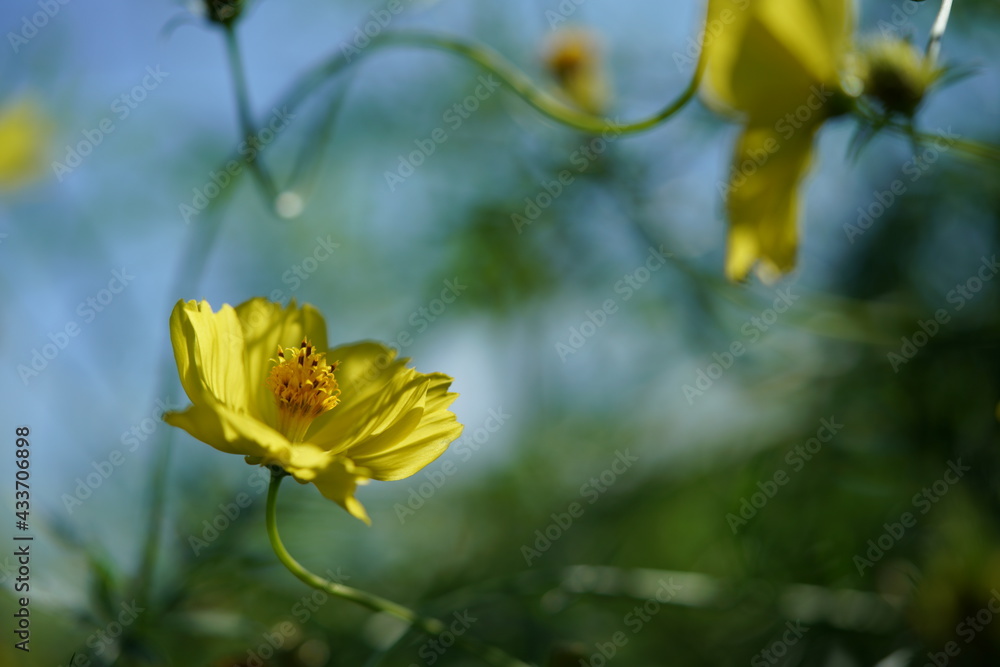 Light Yellow Flower of Cosmos in Full Bloom
Light Yellow Flower of Cosmos in Full Bloom