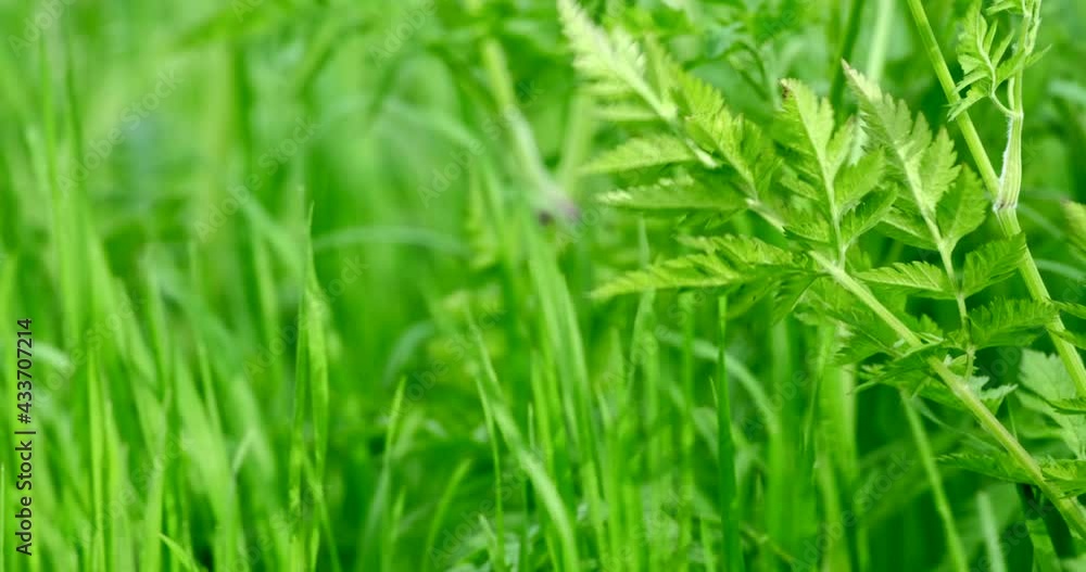 Nature background - Green grass swaying in wind in slow motion close up. Beautiful green juicy lawn. Natural meadow or field densely overgrown with grass. Green environment concept, relaxing, abstract Nature background - Green grass swaying in wind in slow motion close up. Beautiful green juicy lawn. Natural meadow or field densely overgrown with grass. Green environment concept, relaxing, abstract