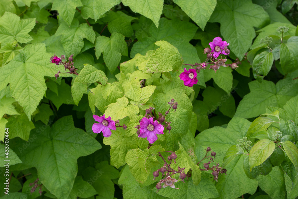 Purple-flowered raspberry or Rubus odoratus flowers and leaves - obrazy, fototapety, plakaty 
