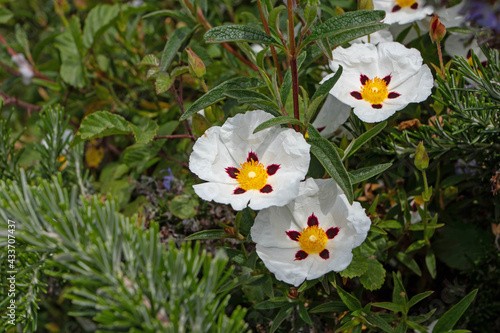 Cistus ladanifer white spotted flowers with crumpled petals photo