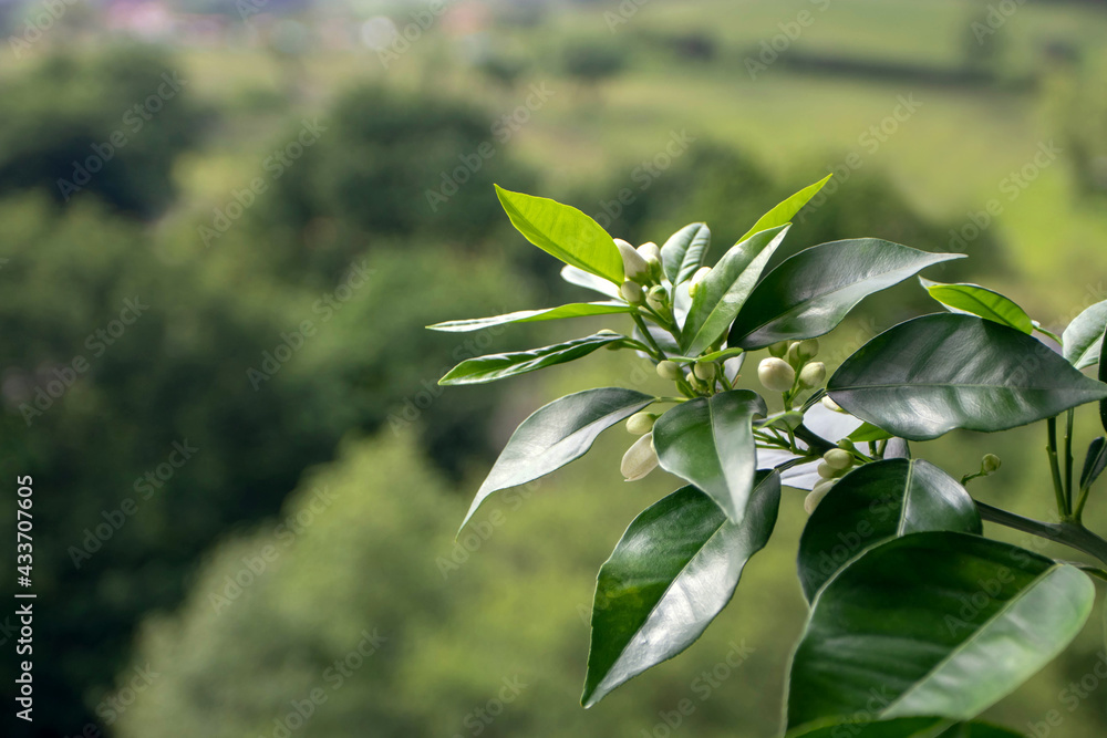 Obraz premium Orange tree white fragrant buds on the blurred spring background. Azahar blossom.