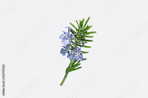 Rosemary or salvia rosmarinus branch with leaves and flowers isolated on white photo