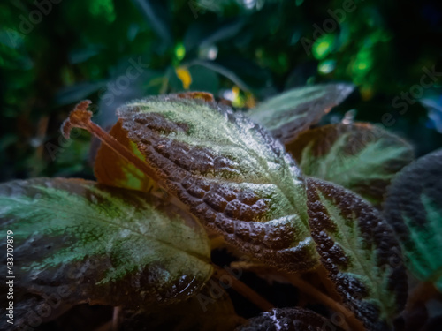 close up on leaf