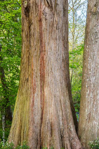 tronc arbre © baloolive