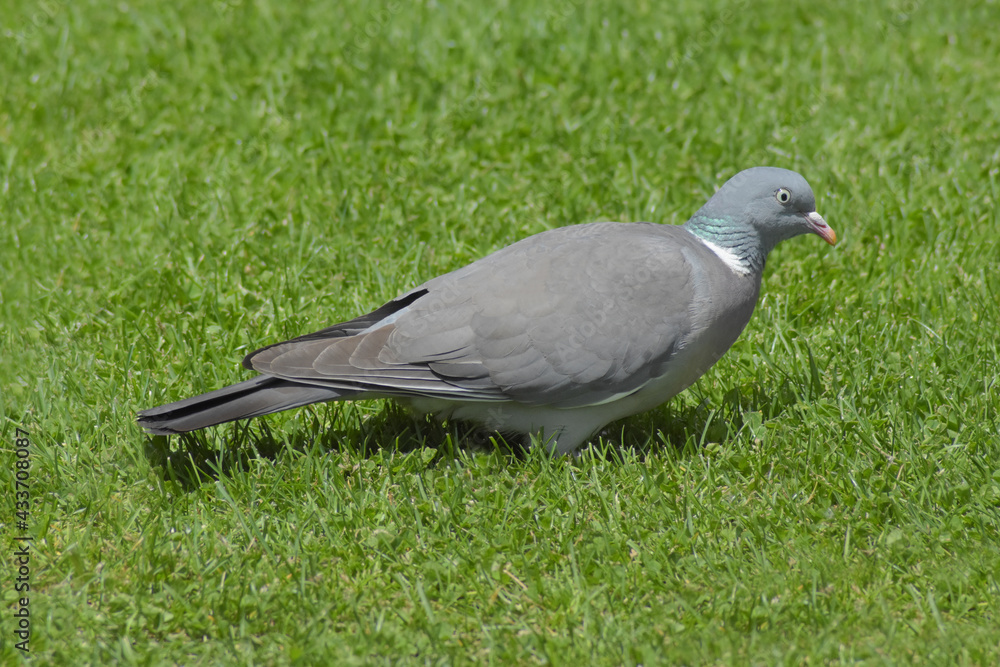 Columba palumbus in the grass, profile view. Columba palumbus in the grass, profile view.