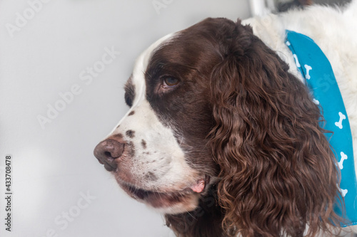 close up of a senior dog in home. Springer Spaniel breed