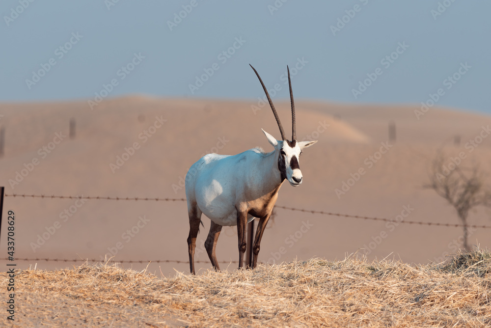 Fototapeta premium Arabian Oryx in the desert of Dubai- UAE,,, taken at the golden hour 
