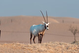 Arabian Oryx in the desert of Dubai- UAE,,, taken at the golden hour	