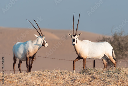Arabian Oryx in the desert of Dubai- UAE,,, taken at the golden hour 