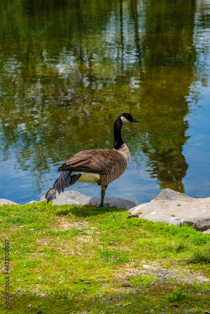 Mirror Pond At Manito Park. Spokane Washington. Mirror Pond At Manito Park. Spokane Washington.