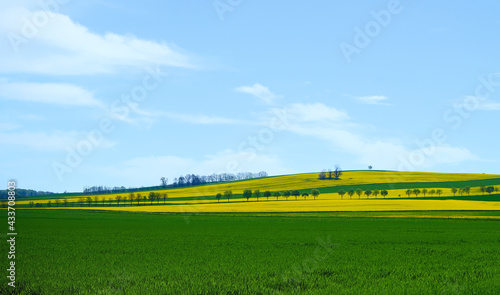 Yellow field of rapeseed on a hill with trees and serene sky.