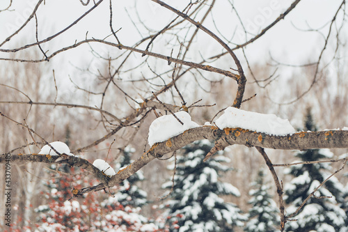 tree in the snow