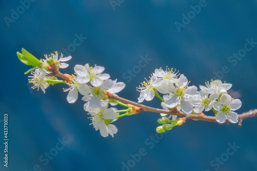 Blossoming cherry branch on a blurred background. Beautiful white cherry blossoms blooming on branch close up.