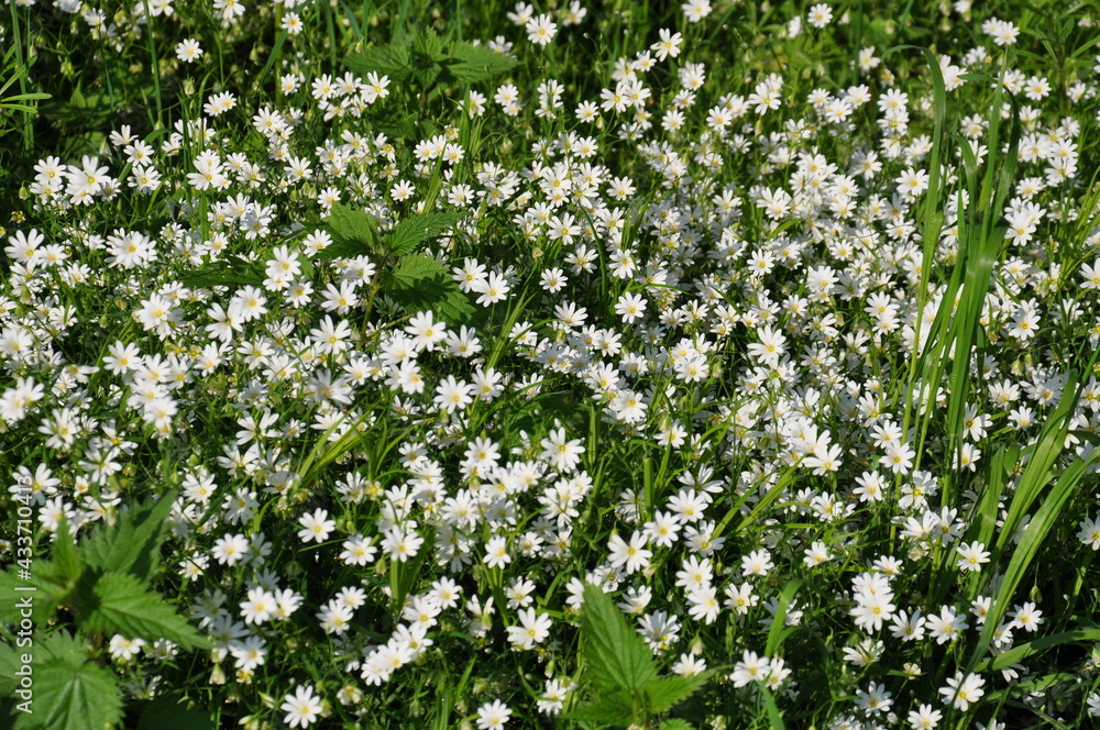 Blumen auf der Waldwiese unberührte Natur