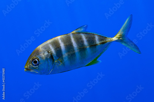 juvenile blue trevally jack fish