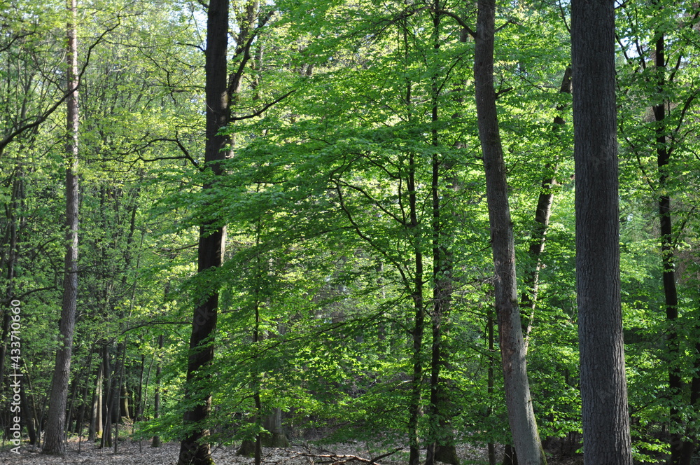 Obraz premium Frischer grüner Wald
