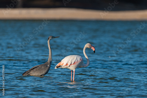 Flamingos in the Al Qudra Lakes in the desert of Dubai - UAE 