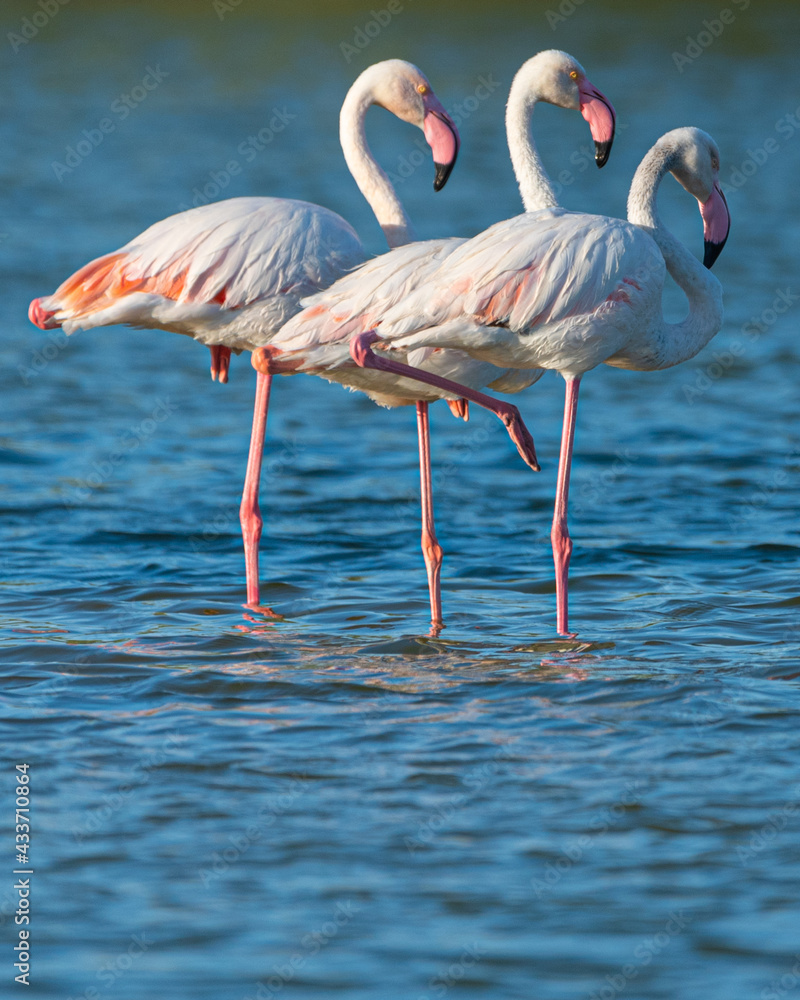 Flamingos in the Al Qudra Lakes in the desert of Dubai - UAE	