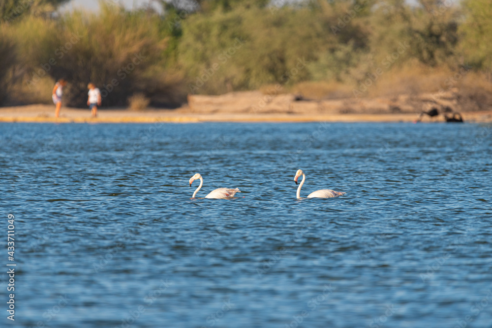Flamingos in the Al Qudra Lakes in the desert of Dubai - UAE