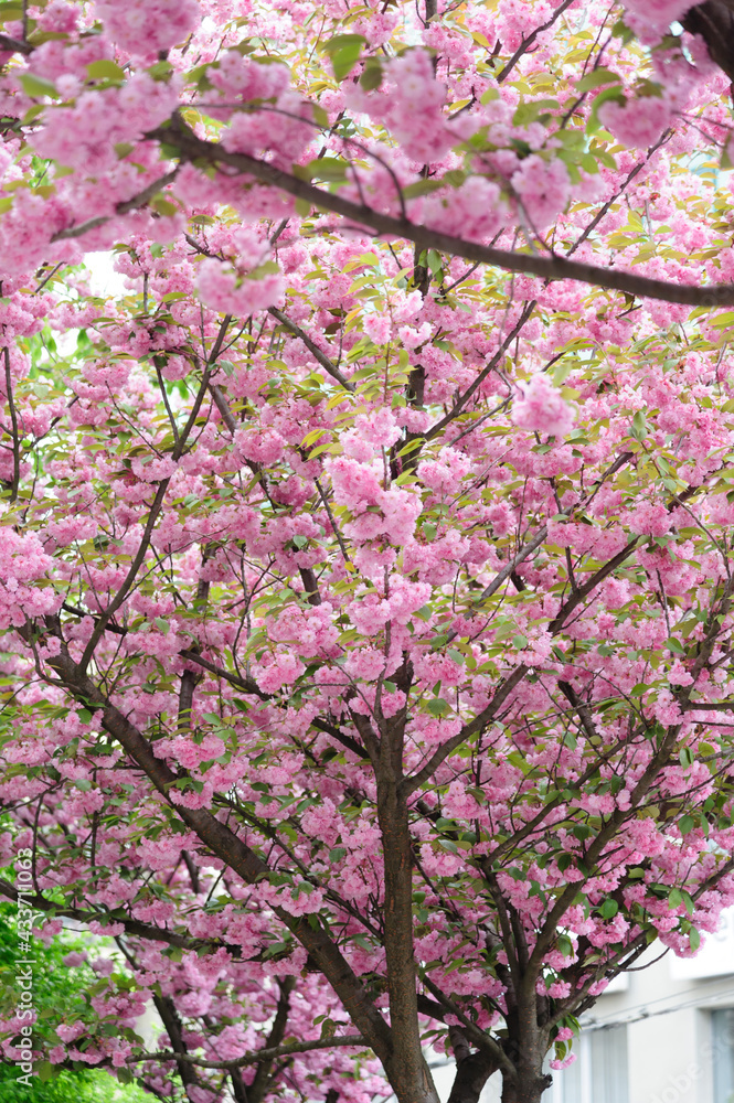 Flowers seen on Sakura trees blooming in downtown. Flowers seen on Sakura trees blooming in downtown.