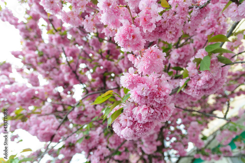 Flowers seen on Sakura trees blooming in downtown.