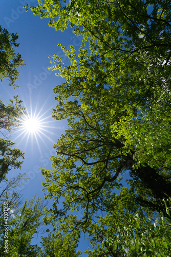 the view up to an oak tree towards a blue sky with a beautiful sun star in springtime