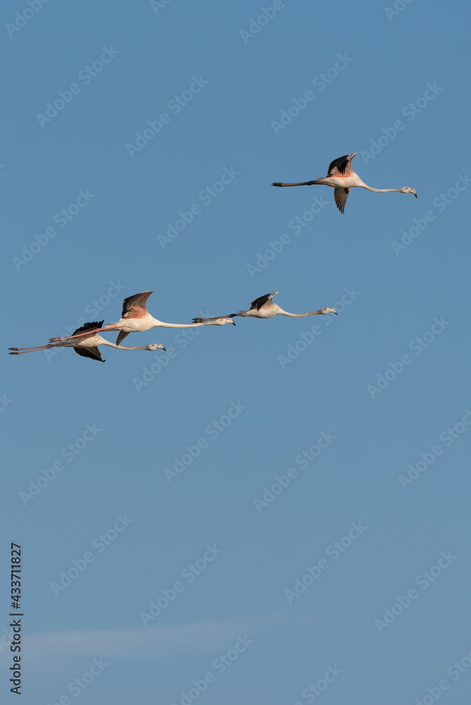 Obraz premium Flamingos in the Al Qudra Lakes in the desert of Dubai - UAE