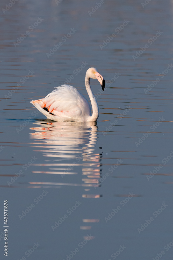 Flamingos in the Al Qudra Lakes in the desert of Dubai - UAE Flamingos in the Al Qudra Lakes in the desert of Dubai - UAE