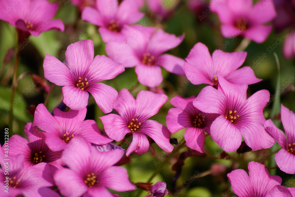 Oxalis articulata Pink Flowers Full Bloom Close Up
