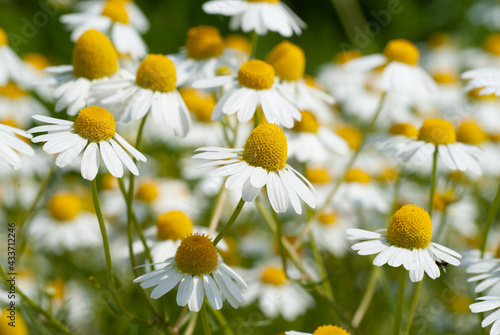 White German Chamomile Flowers Full Bloom Close Up