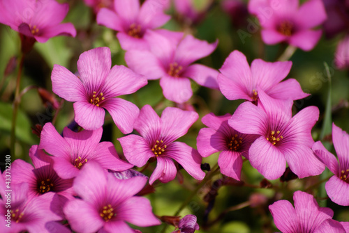 Oxalis articulata Pink Flowers Full Bloom Close Up