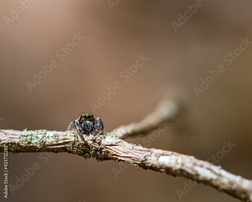 Bold Jumping Spider