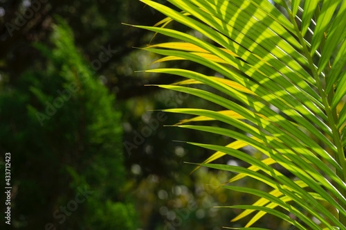Yellow palm leaves  Dypsis lutescens  selected focus  also known as golden cane palm  areca palm  or butterfly palm  for natural background