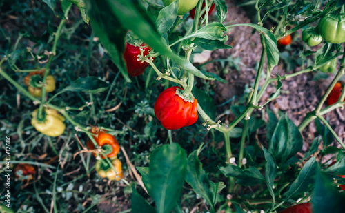 Ripe Red Hot Chili Peppers are growing in the field as organically. 