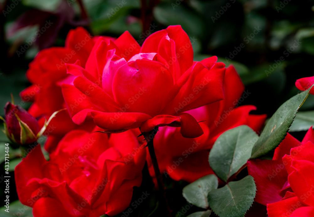 Red Rose blooming in spring