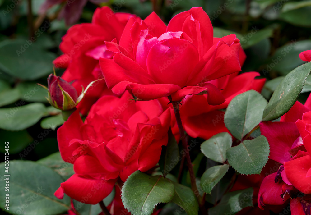 Fototapeta premium Red Rose blooming in spring