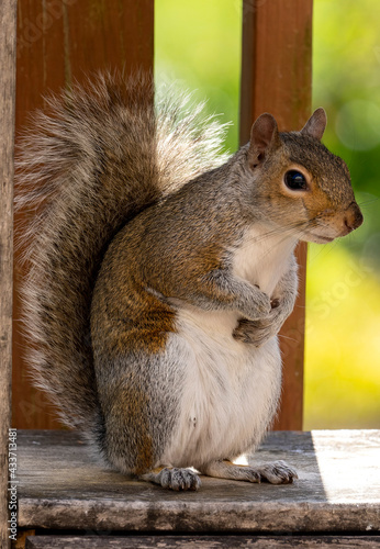 Squirrel finds a peanut in the garden fountain.