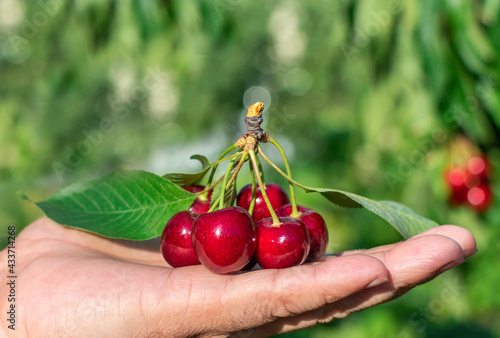 The hand holds ripe fresh cherries. ingathering