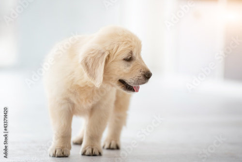 Cute puppy standing on floor in light room