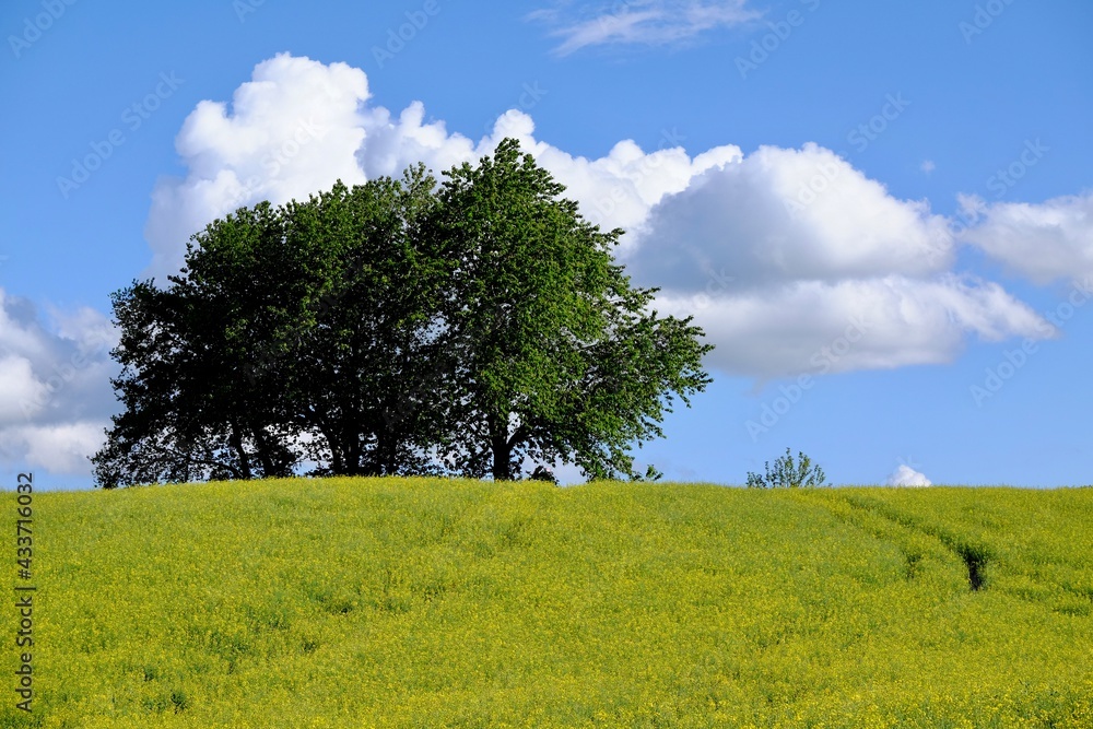 Champ de colza