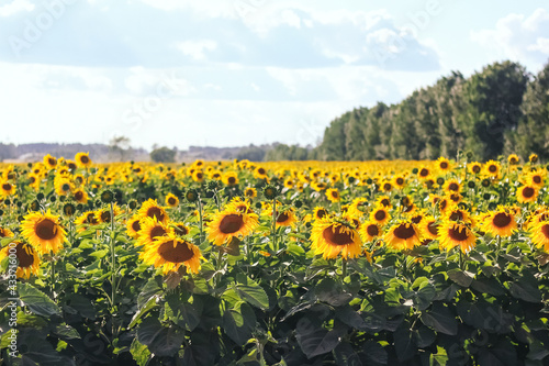 Large field with sunflowers. Yellow sunflowers