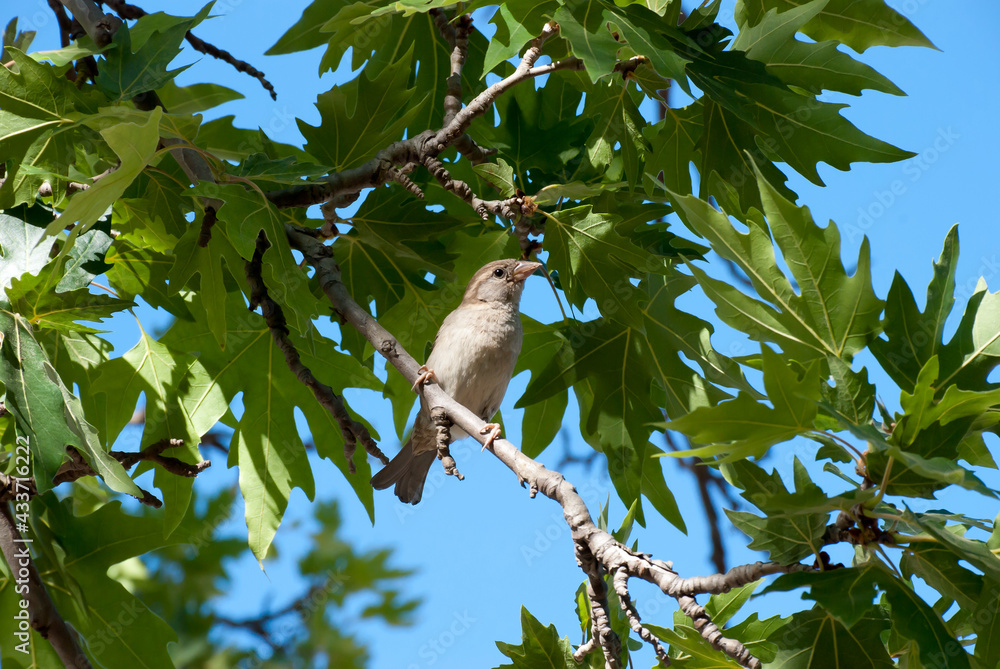 Obraz premium Athens, Greece May 2021: A sparrow at the archaeological site of the Ancient Market of Athens.
