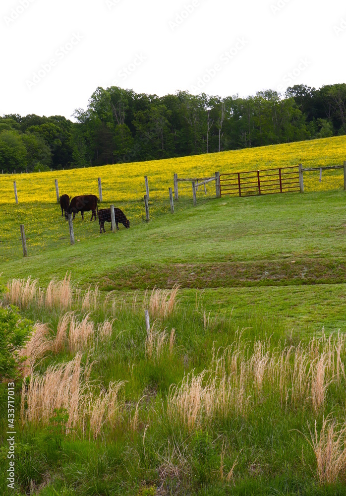 Obraz premium Cows Grazing in Pasture